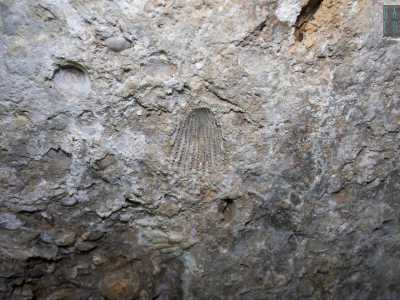 ...che mostra un soffitto piano sul quale sono riconoscibili fossili di conchiglie...